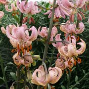 Chameleon - inflorescence